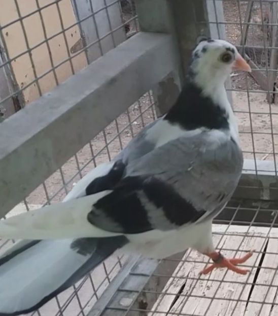 23062  femelă  2020 - Plecați ALBUM 3