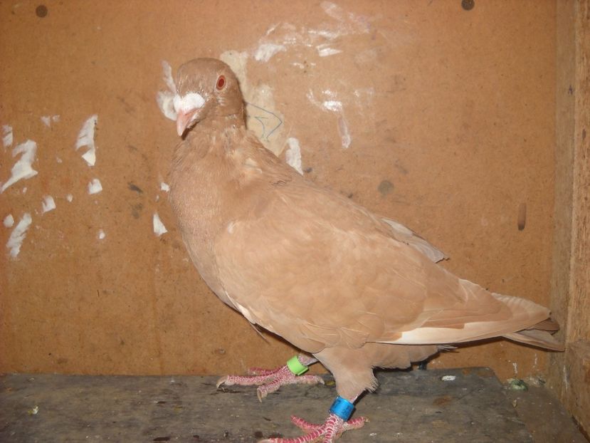  - UNDEVA IN SUCEAVA arhiva