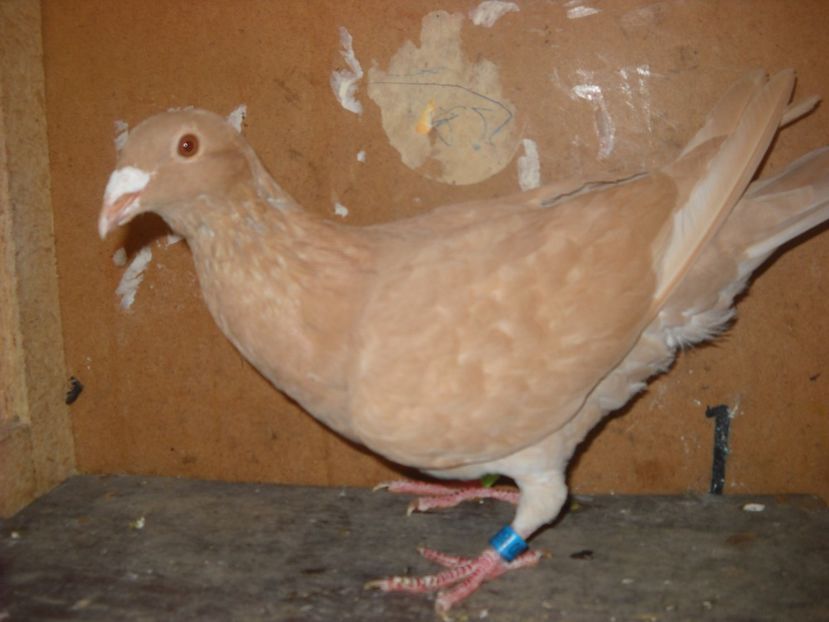  - UNDEVA IN SUCEAVA arhiva