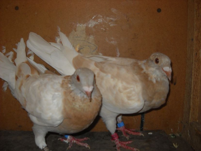  - UNDEVA IN SUCEAVA arhiva