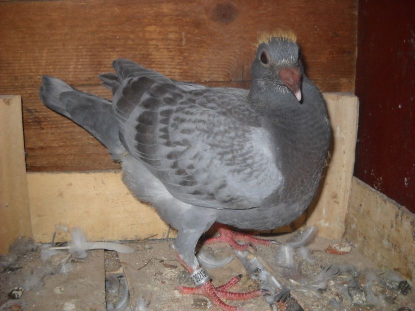  - UNDEVA IN SUCEAVA arhiva