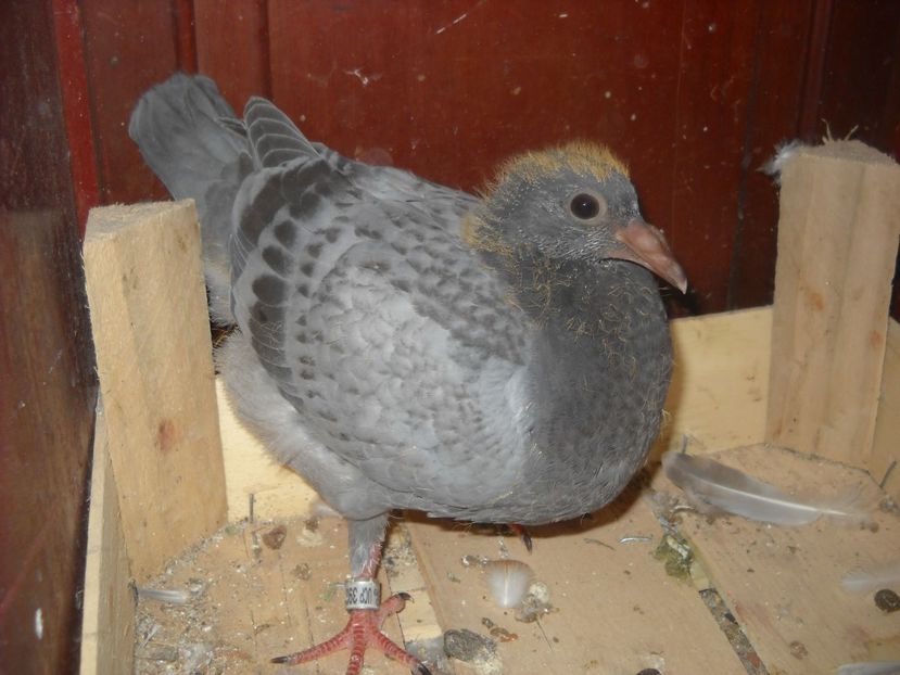  - UNDEVA IN SUCEAVA arhiva