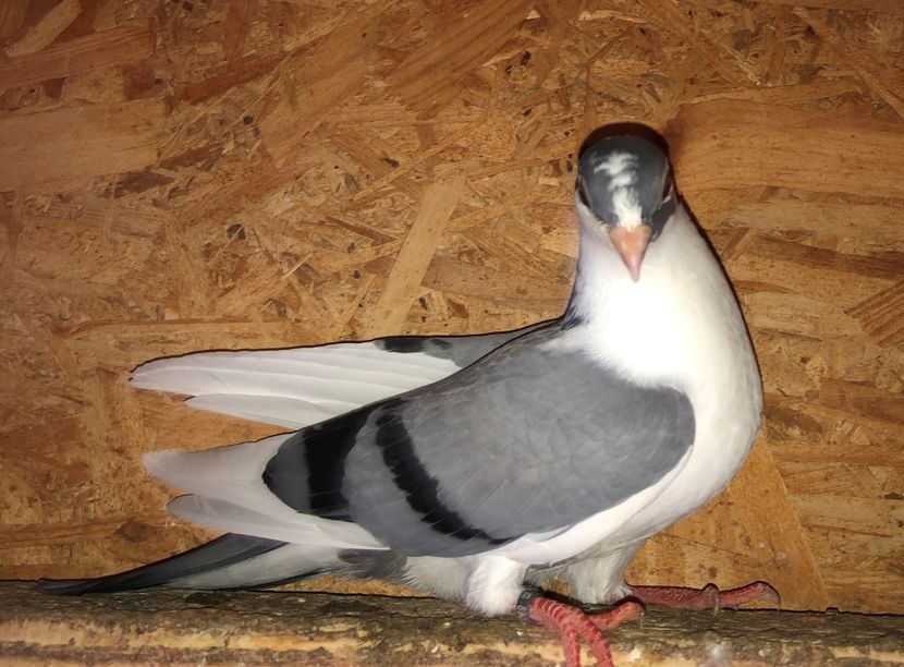 23069  mascul  2020 - Plecați ALBUM 3