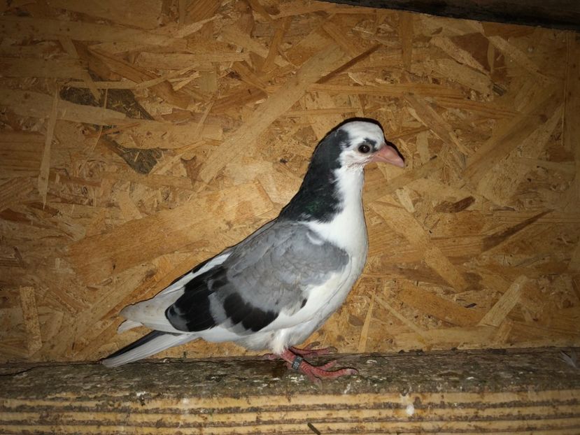 23080  femelă  2020 - Plecați ALBUM 3