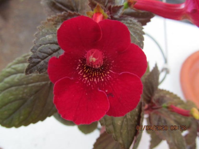 xA RF's Royal Red - Achimenes 2020