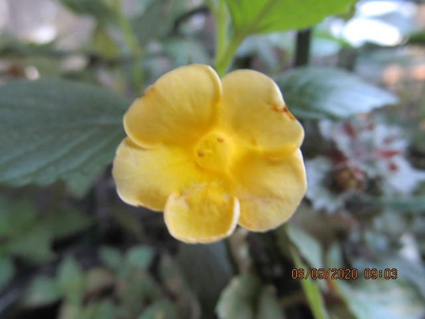 RF's Tweety - Achimenes 2020