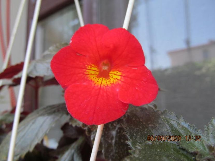 xA Inferno - Achimenes 2020