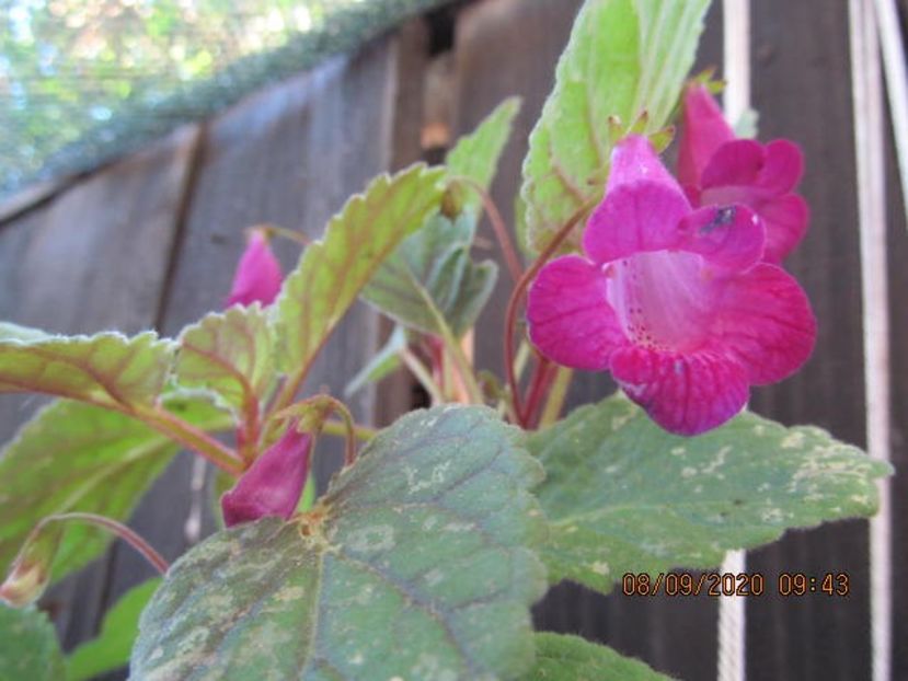 Smithicodonia Heartland's Joy - Achimenes 2020