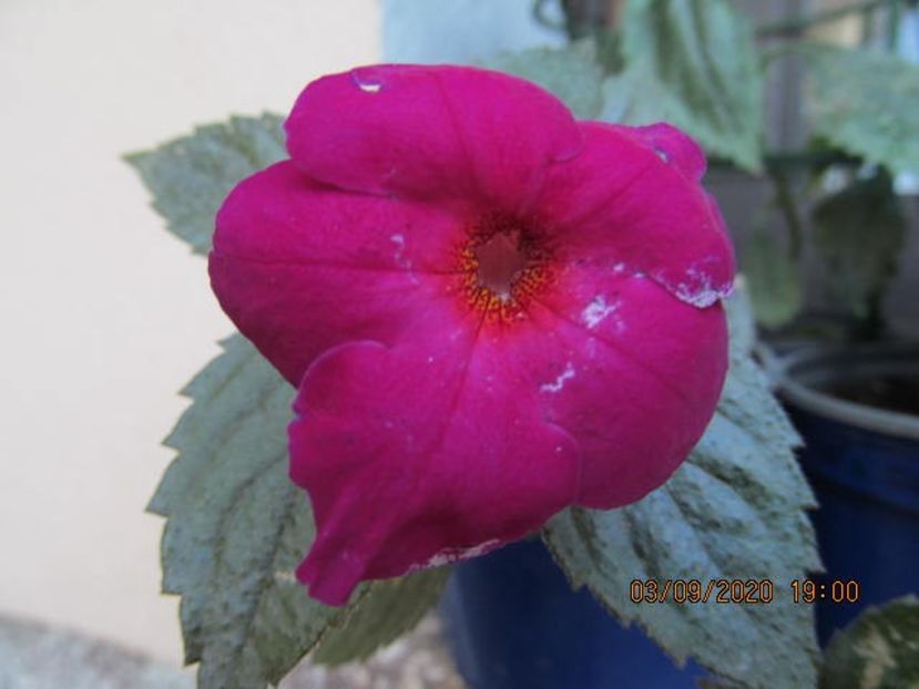 BriD's Bernardo - Achimenes 2020