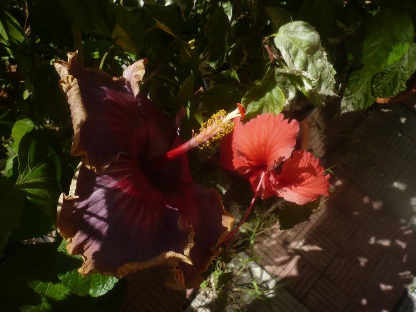 P1460297 - HIBISCUSI 2020-4