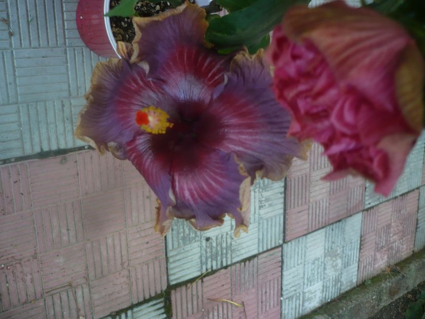 P1460299 - HIBISCUSI 2020-4