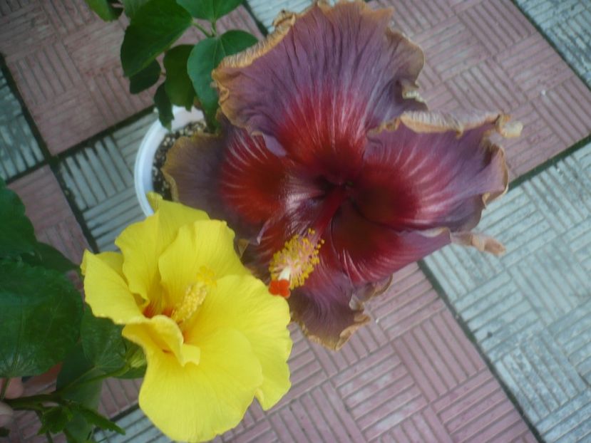 P1460302 - HIBISCUSI 2020-4