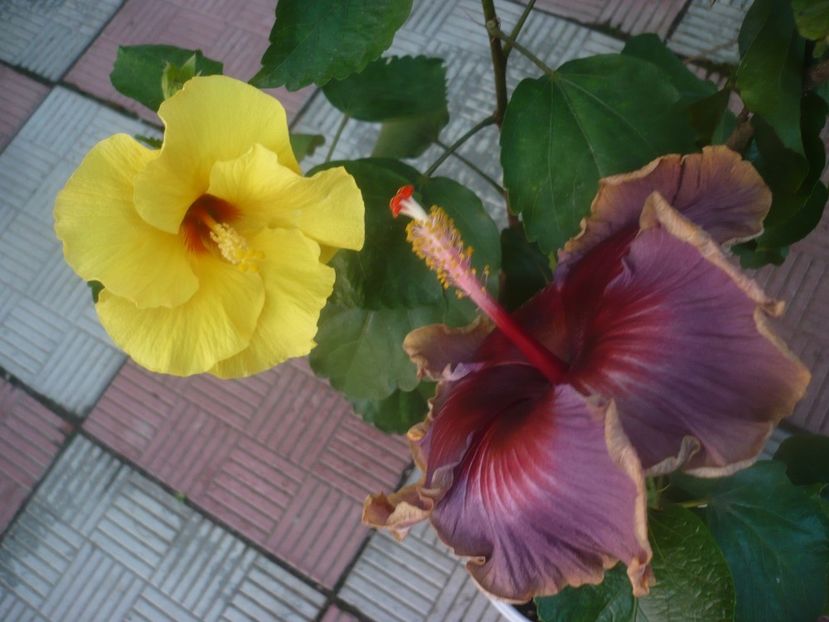 P1460303 - HIBISCUSI 2020-4