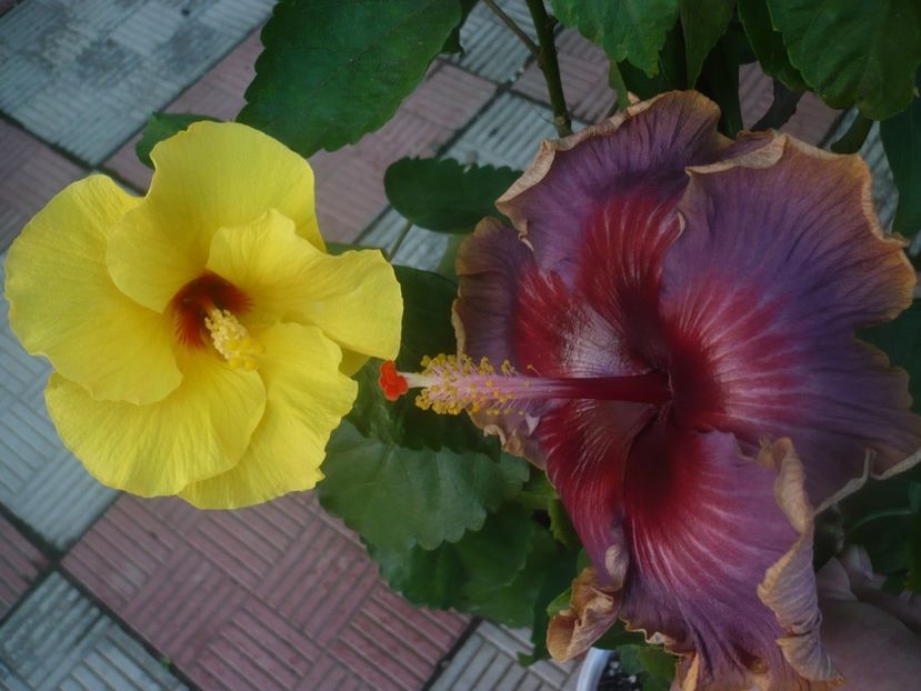 P1460304 - HIBISCUSI 2020-4