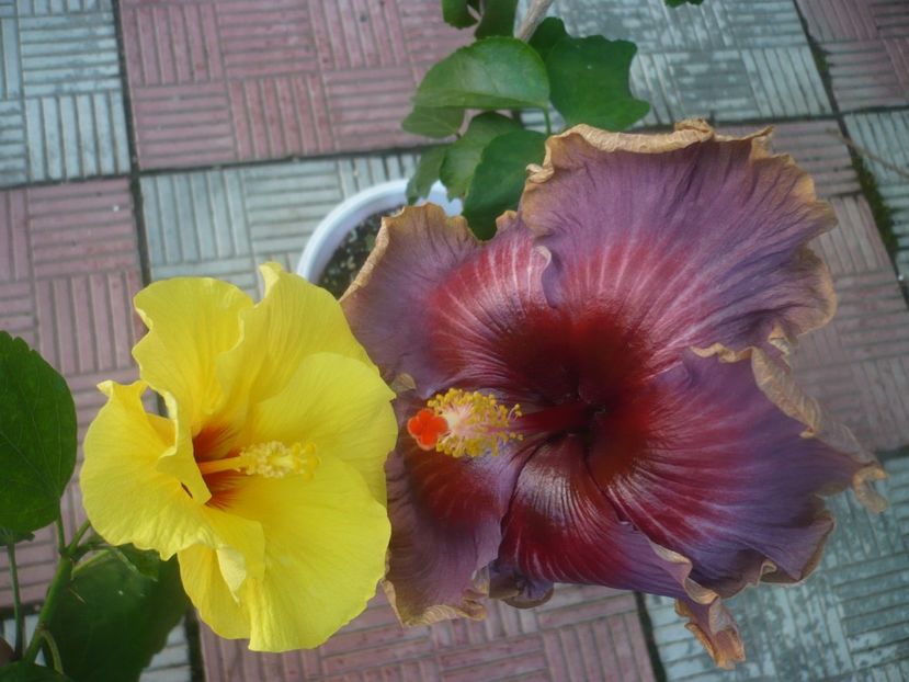 P1460307 - HIBISCUSI 2020-4