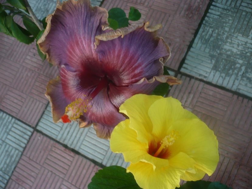 P1460308 - HIBISCUSI 2020-4