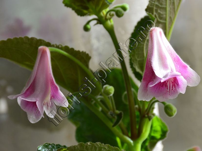 Sinningia Kevin Garnett - GLOXINIA-SINNINGIA _COLECTIA 2020_2024