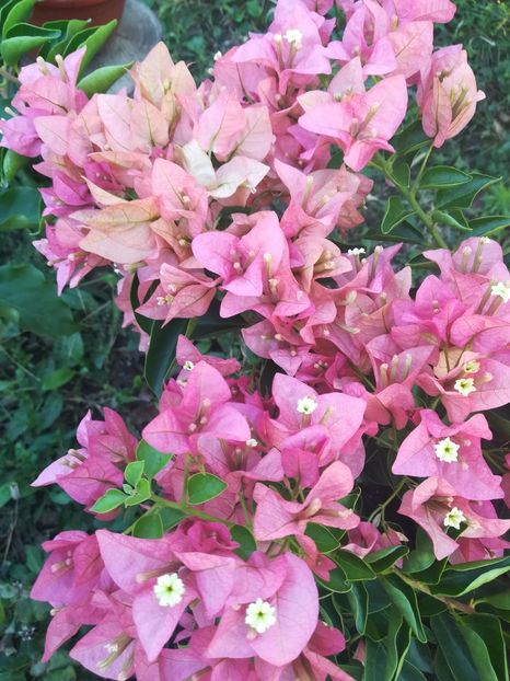 Pink Clouster - A-Flori 2020