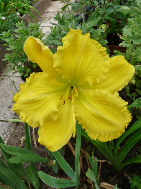  - Hemerocallis