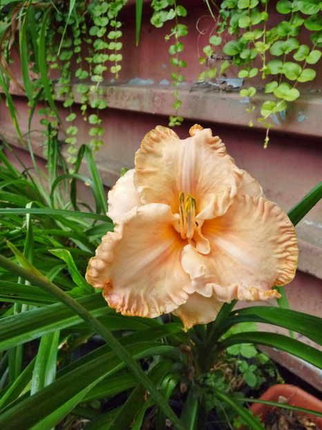  - Hemerocallis