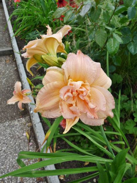  - Hemerocallis