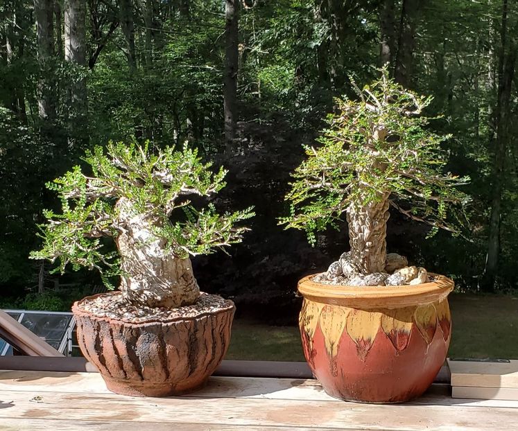 Operculicarya pachypus & decaryi - Vase - aranjamente - accesorii