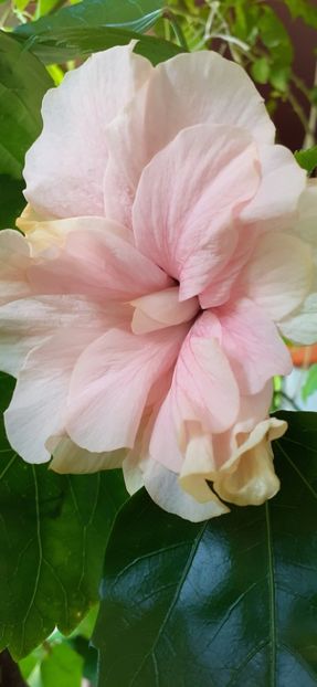 Classic pink - Hibiscus 2015-2024