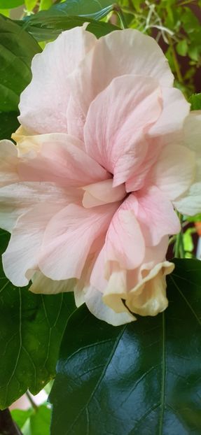 Classic pink - Hibiscus 2015-2024