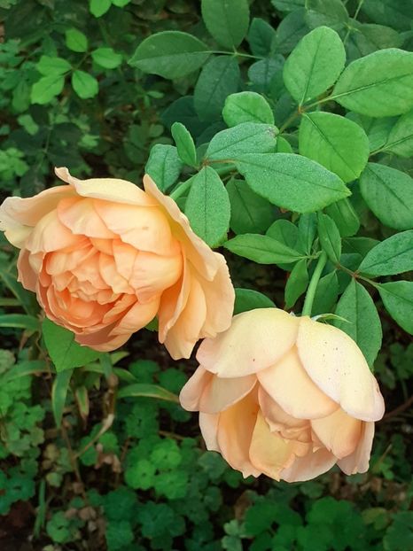  - Lady of Shalott 2020