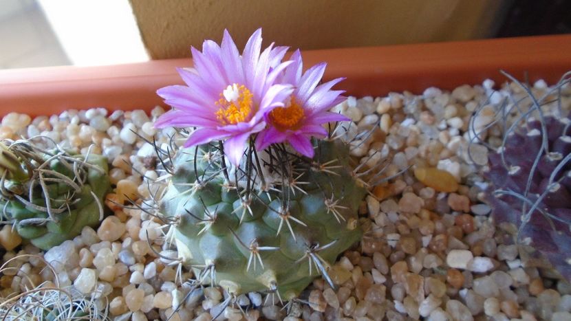 Turbinicarpus viereckii - Cactusi 2020 evolutie vara bis