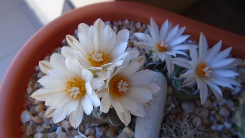Turbinicarpus macrochele v. screvispinum - Cactusi 2020 evolutie vara bis