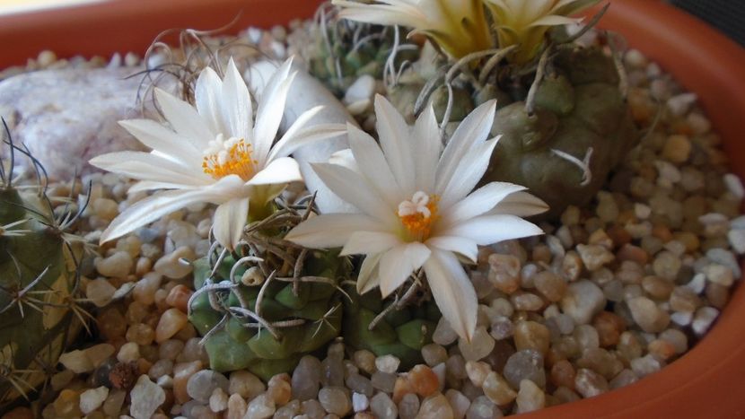 Turbinicarpus klinkerianus - Cactusi 2020 evolutie vara bis