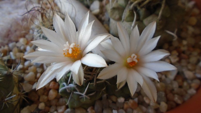 Turbinicarpus klinkerianus - Cactusi 2020 evolutie vara bis