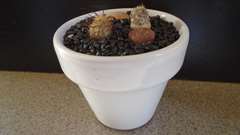 Mammillaria stella-de-tacubaya & Mammillaria standleyi - Cactusi 2020 evolutie vara bis