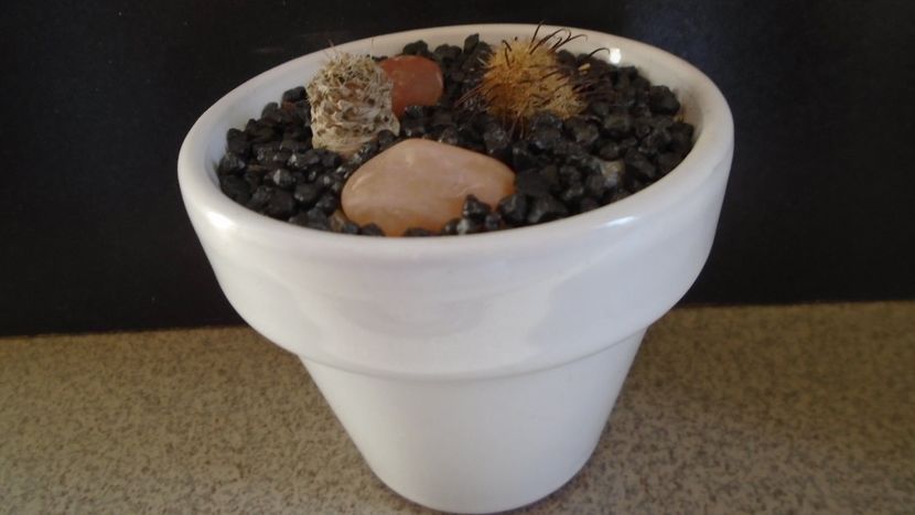Mammillaria stella-de-tacubaya & Mammillaria standleyi - Cactusi 2020 evolutie vara bis