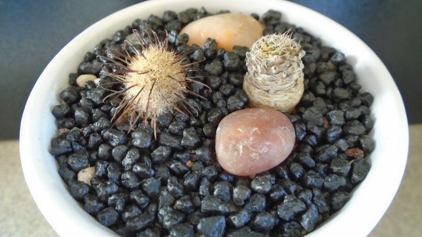 Mammillaria stella-de-tacubaya & Mammillaria standleyi - Cactusi 2020 evolutie vara bis
