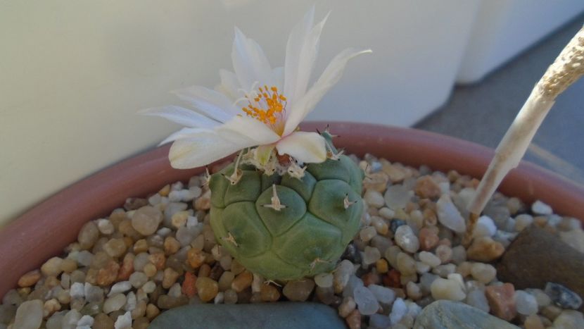 Turbinicarpus lophophoroides - Cactusi 2020 evolutie vara bis