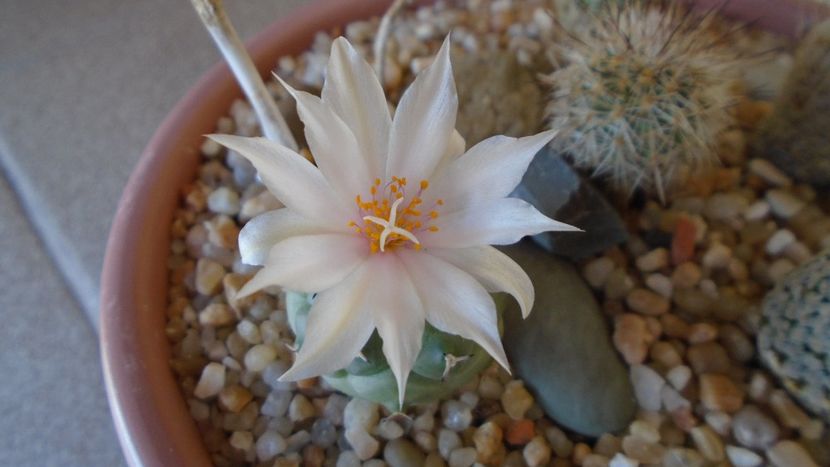 Turbinicarpus lophophoroides - Cactusi 2020 evolutie vara bis
