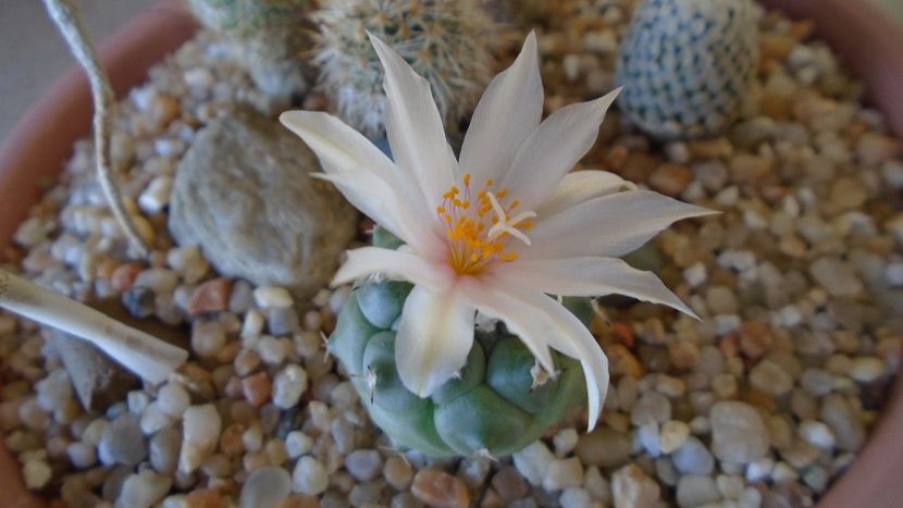 Turbinicarpus lophophoroides - Cactusi 2020 evolutie vara bis