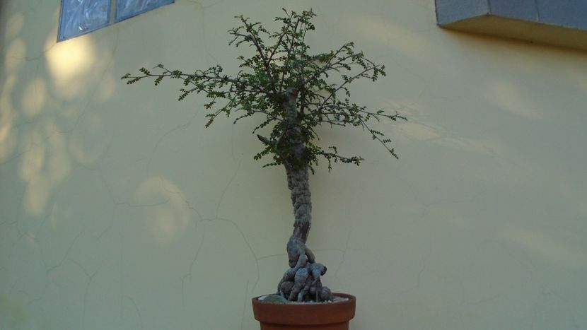 Operculicarya decaryi - Bonsai si prebonsai 2018-2020