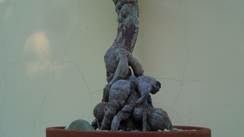 Operculicarya decaryi - Bonsai si prebonsai 2018-2020