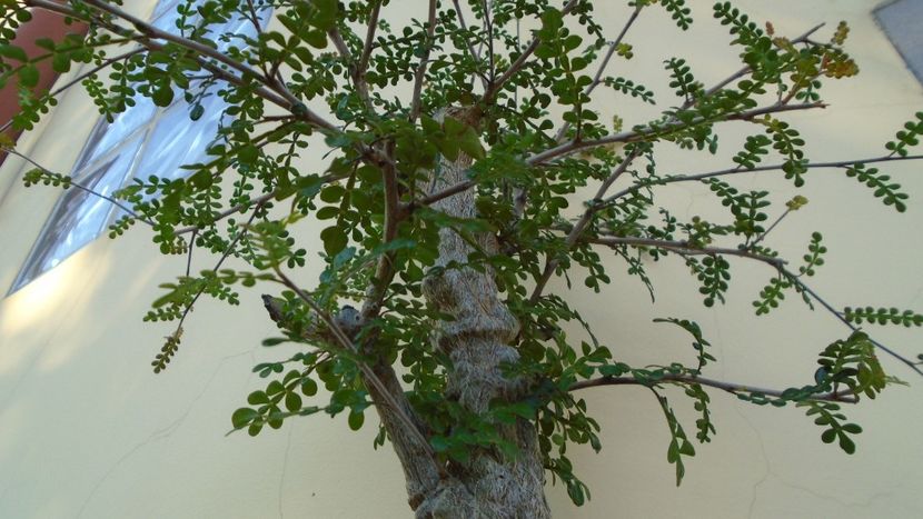 Operculicarya decaryi - Bonsai si prebonsai 2018-2020