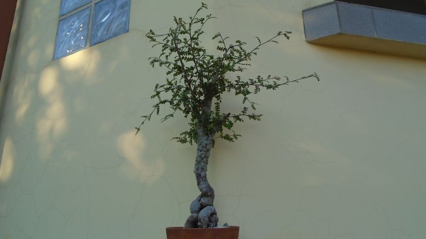 Operculicarya decaryi - Bonsai si prebonsai 2018-2020