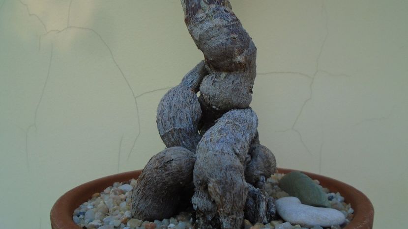 Operculicarya decaryi - Bonsai si prebonsai 2018-2020