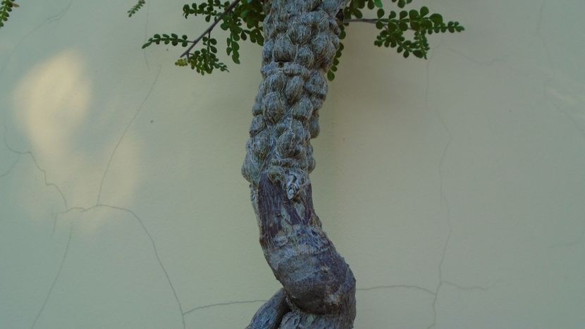 Operculicarya decaryi - Bonsai si prebonsai 2018-2020