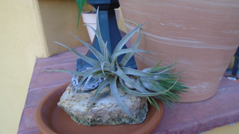 Tillandsia albida & ionantha - Suculente 2020