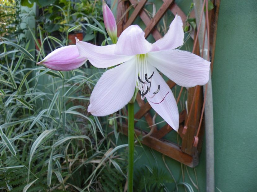 crinum powellii - 2020
