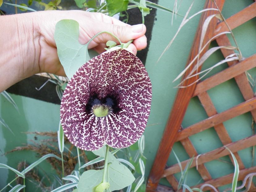 arstolchia elegans - 2020