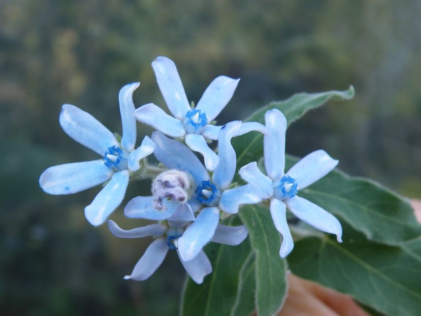 tweedia caerulea - 2020