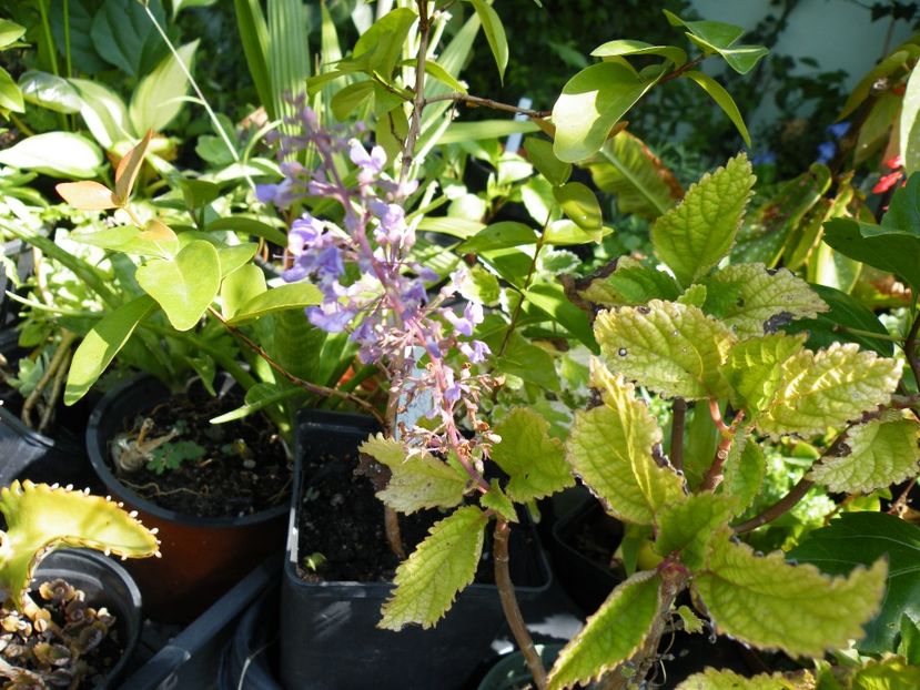 plectranthus fruticosus - 2020